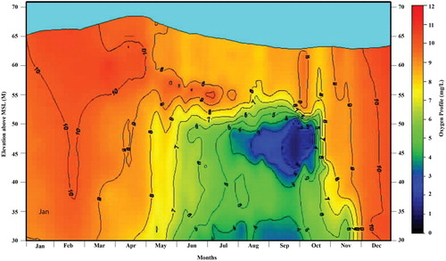 Figure 8. Moving surface, whole-year depth–time isopleths of dissolved oxygen in 2004, 11 yr after HOS installation with less oxygen used. Note: Colors here are reversed relative to Figure 7; here blue = low DO and red high DO. The bottom water DO was maintained at >2 mg/L and the mid-upper hypolimnion is almost anoxic in the fall since fish can pass through or around this potential barrier (Horne et al. Citation2019a).