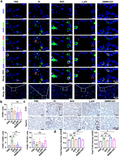 Figure 6. SMM914 attenuates M1 macrophage polarization in the lung. (a) Immunofluorescence staining analysis of M1 (DAPI/F4/80/CD86) and M2 (DAPI/F4/80/CD163) macrophage polarization in each group from Figure 3(a). N = 3. (b) Quantification of immunofluorescence staining of macrophages polarized in different directions (F4/80+ cells, F4/80 CD86+ cells, F4/80 CD163+ cells). N = 3 (c) Representative IHC staining of Hspa1a and TLR4 in lung sections from five Ozone-induced mice groups (n = 3 per group) with corresponding quantification (d). AOD, average optical density.