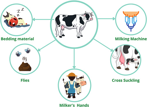 Figure 1 Various sources of micro-organisms causing bovine mastitis.