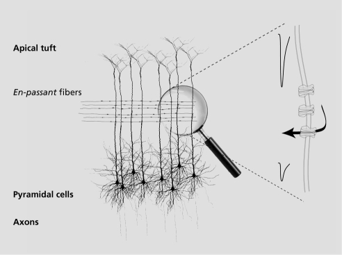 Figure 1. Schematic representation of pyramidal cells with the en-passant fibers. Activation of the nicotinic receptors located along the main dendrite produce a short circuit of the signals comng from the apical tuft.