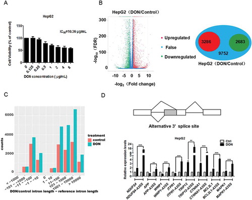 Figure 1. DON globally reshapes RNA splicing in HepG2 cells. (A) The cell viability of HepG2 cells after exposure to different concentrations of DON was measured using the MTT assay. The data (mean values ± standard deviations of five separate experiments) are presented as the fold-change with respect to the control group. (B) The mRNA expression profile was changed, and 5969 genes were differentially expressed in HepG2 cells in response to 2 μg/mL DON treatment. The green dots represent down-regulated genes, the red dots represent up-regulated genes, and the blue dots represent genes with no significance differences. (C) The length of the alternative splicing pre-mRNA has increased after DON exposure. The red column represents the length of the intron retained in the alternative variant, and the blue column represents the length of the intron retained in the alternative variant after DON treatment. (D) A schematic diagram of the alternative 3ʹ splice site. HepG2 cells were treated with DON or DMSO (as a control) for 48 h. The transcripts containing aberrant 3ʹ splice sites and normal mRNA transcripts were quantitated by reverse transcription quantitative PCR (RT-qPCR). The data (mean values ± standard deviations of three separate experiments) are presented as the fold-change with respect to the control group. Significant differences from the positive control and control groups are indicated by **P < 0.01 and ***P < 0.001.