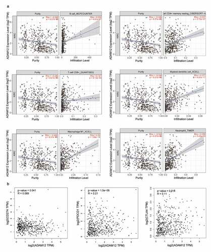 Figure 8. Correlation between the infiltration of immune cells, PDCD1 (PD1), CD274 (PD-L1), and CTLA4 and ADAM12 expression in ccRCC.