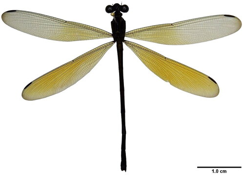 Figure 1. A reference image of Euphaea ochracea sequenced in this work, collected from Ayer Hitam Forest Reserve Johor, Malaysia.