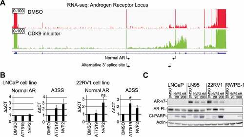 Figure 3. CDK9 inhibition leads to loss of AR-v7 protein expression in CRPC cells. A) Treatment with CDK9 inhibitor AT7519 leads to increased intronic reads in the AR mRNA. Integrative genomics viewer was used to visualize RNA-seq data for the AR locus. Note the scaling to highlight changes in the intronic reads. B) CDK9 inhibition leads to alternative splicing of the AR mRNA. Cells were treated as indicated for 4 hours and analysed using RT-qPCR. The primers used are indicated in 3A below the AR gene using small arrows. Data shown are average of 4 biological replicates with SEM; Student’s t-test was used to assess the statistical significance; *, P < 0.05. C) Cells were treated as indicated for 24 hours and analysed using western blot