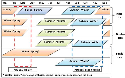 Figure 2. Simplified rice cropping calendar in MRD.