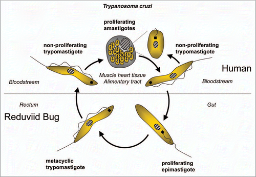 Figure 7 Diagram of the life cycle of Trypanosoma cruzi.