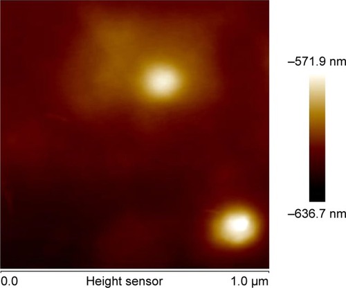 Figure 4 The morphology of FK506–HA–Chol–NPs–NIC observed by AFM at room temperature.Abbreviations: AFM, atomic force microscope; FK506–HA–Chol–NPs–NIC, tacrolimus-loaded hyaluronic acid–cholesterol nanoparticles containing nicotinamide.