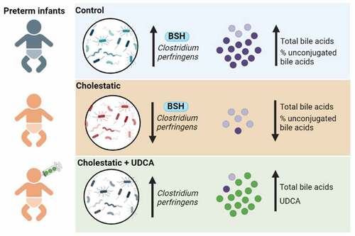 Figure 6. The most distinctive features of preterm gut microbiome development are increasing abundance of Clostridium perfringens and BSH, which increases total and relative proportions of unconjugated BAs. Cholestasis disrupts the acquisition of C. perfringens, BSH enzyme activity, and the capacity to form unconjugated bile acids. Enteral UDCA administration increases the abundance of C. perfringens and dramatically increases UDCA in the stool. BA, bile acid; BSH, bile salt hydrolase; UDCA, ursodeoxycholic acid. Created with BioRender.Com.