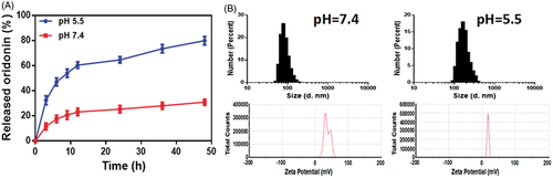 Figure 2. (A) In vitro release of oridonin from GE11-Ori-Se NPs at pH 5.5 and 7.4. (B) Size and zeta potential distribution of GE11-Ori-Se NPs in PBS solution (pH 5.5 and 7.4).