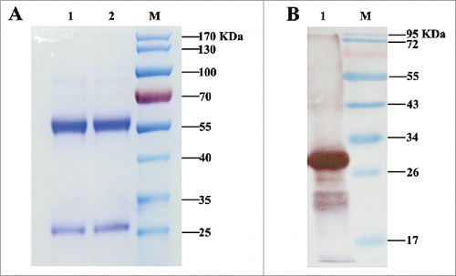 Figure 1. Analysis of purified IgG by SDS-PAGE and immunoblot analysis of mAb secreted by hybridomas. (A) Analysis of purified antibody by SDS-PAGE. Lanes 1, 2: purified mAb M-H11; Lane M: molecular mass markers (B) Immunoblot analysis of mAb secreted by hybridomas. Lane 1: purified fusion protein reacted with mAb M-H11; Lane M: molecular mass markers.