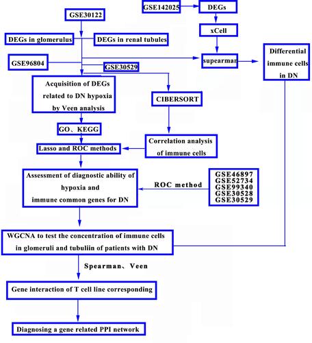 Figure 3 Identification of potential diagnostic biomarkers of DN.