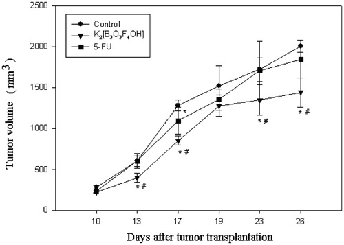 Figure 4. The effect of intraperitoneal application of K2[B3O3F4OH] and 5-fluorouracil (5-FU) on the growth of mammary adenocarcinoma 4T1 transplanted into mouse thigh. K2[B3O3F4OH] and 5-fluorouracil (5-FU) were injected in a dose of 10 mg/kg once a day for five consecutive days starting from day 10 after tumor transplantation. Significant differences (p < 0.05, LSD post hoc test) between each treatment and control on a particular day are indicated with an asterisk (*), and significant differences between K2[B3O3F4OH] and 5-FU treatments are shown with the sign (#). Each experimental group consisted of seven animals.
