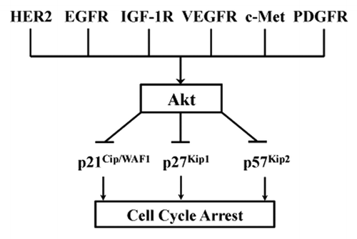 Figure 1. Akt at the converging crossroad connecting multiple receptor tyrosine kinases to all three members of the Cip/Kip family of CDKi. Akt is known to be activated by several RTKs that are frequently activated in human cancers. These RTKs include HER2, EGFR, IGF-1R, VEGFR, c-Met, PDGFR and several others. It is also known that there are a number of proteins serving as the downstream effectors of Akt, such as, mTOR and two CDKi, p21Cip1/WAF1 and p27Kip1. Importantly, the study by Zhao et al. provided the first evidence that defines p57Kip2 as the substrate of Akt, thus making Akt a central common Ser/Thr kinase that negatively regulates all three members of the Cip/Kip family of CDKi that contribute to cell cycle arrest. Consequently, these reported findings potentially place Akt at the converging point that connects multiple RTKs to all three members of the Cip/Kip family of CDKi, in order to unblock cell cycle arrest and support uncontrolled cell proliferation in cancer cells.
