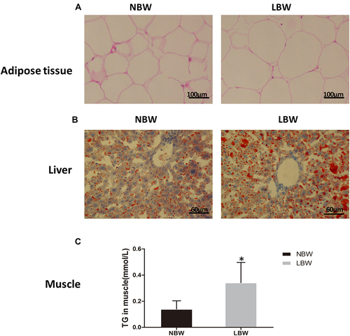 Figure 4 (A) HE staining of adipose tissue, (B) oil red O staining of liver, (C) TG content in muscle. Data were presented as the mean ± standard deviation; *p<0.05 vs NBW (Student’s t-test).