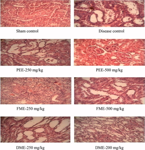 Figure 2. Histopathology of kidney in curative studies.