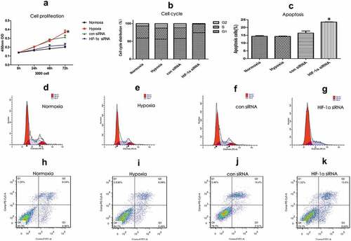 Figure 2. HIF-1α promoted the proliferation of KFs and reduced the occurrence of apoptosis. KFs were divided into four groups: 1. Hypoxia group; 2. Normoxia group; 3. HIF-1α siRNA group; and 4. Con-siRNA group. The CCK8 assay showed that the proliferation of KFs was significantly increased after hypoxic stimulation but reduced after knockdown of HIF-1α by siRNA treatment (a). After silencing of HIF-1α in KFs, the number of G1 phase cells was increased, and the number of S phase cells was decreased (b). The number of apoptotic KFs was increased after knockdown of HIF-1 expression (c). FACS analysis of the cell cycle distribution (d–g) and apoptosis (g–k) of the four groups. (*p < 0.05)