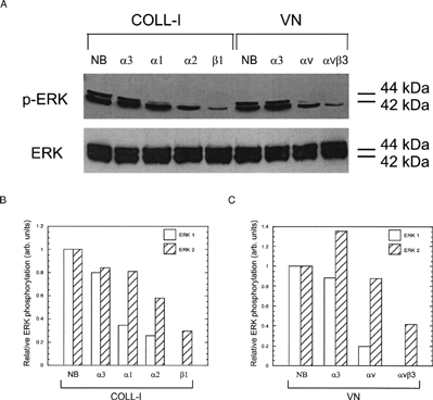 Figure 4 Integrin blocking reduces ERK 1/2 phosphorylation. (A) Cells were plated on COLL-I or VN and assayed for phosphorylated ERK as per Figure 1. Prior to plating, cells were incubated with function blocking antibodies against the indicated integrin subunits. Control cells received no blocking antibodies (NB) or blocking antibodies against the α 3 subunit. (B) and (C) show densitometric measures of band intensity for ERK 1 and ERK 2 from panel A for cells plated on COLL-I and VN, respectively. Gel shown is representative of three experiments.