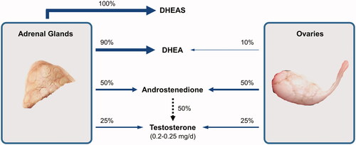Figure 1. Relative production of circulating androgens in the adrenal glands and ovaries. The substantial contribution of androstenedione to circulating testosterone is shown by a dashed arrow and involves peripheral tissue conversion. DHEA, dehydroepiandrosterone; DHEAS, dehydroepiandrosterone sulfate.