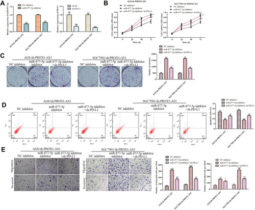 Figure 7 PROX1-AS1 promotes cell growth, invasion and inhibits apoptosis by targeting miR-877-5p/PD-L1 axis. (A) The RT-qPCR assay was implemented to certify transfection efficiency for miR-877-5p inhibitor and sh-PD-L1. (B–E) CCK-8, colony formation, flow cytometry, and transwell assays were employed to estimate the role of PROX1-AS1/miR-877-5p/PD-L1 axis in GC cell proliferation, migration, invasion and apoptosis. **P < 0.01, ***P < 0.001 vs NC inhibitor group. #P < 0.01, ##P < 0.05 vs miR-877-5p inhibitor group.