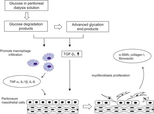 Figure 1. Mechanism of peritoneal fibrosis development.TGF: transforming growth factor; TNF: tumor necrosis factor; IL: interleukin; SMA: smooth muscle actin.