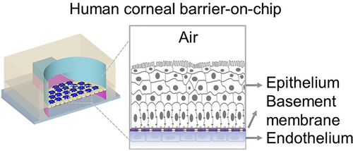 Figure 3. Cross-sectional schematic diagram of the cornea-on-a-chip. Endothelial and epithelial cells are cultured on the opposite sides of the membraneCitation29.