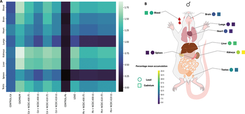 Figure 3. Bioaccumulation profile of Cd and Pb: (A) heatmap showing the accumulation of Cd and Pb in different Wistar rat groups. Log-transformed mean values from Cd and Pb estimation from different organs were used for heatmap construction. (B) Percentage mean accumulation of Cd and Pb (ppm) in different organ systems of Wistar rats.