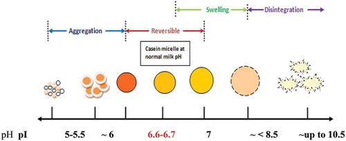 Figure 5. Schematic diagram of changes in casein micelle size at various pHs. The pH of control milk is presented in red.