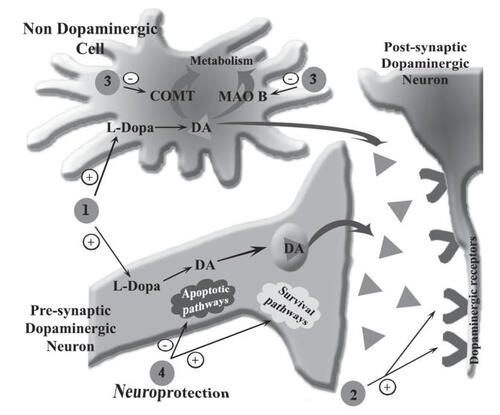 Figure 1 Schematic of the major dopaminergic therapeutic strategies for Parkinson’s treatment. Step 1, dopamine precursor L-dopa; Step 2, dopamine receptor agonists; Step 3, dopamine metabolizing enzymes (COMT and MAO B) inhibitors; Step 4, neuroprotective compounds. +, increase in the synaptic dopamine or stimulation of dopamine receptors and survival pathways; −, inhibition of dopamine metabolizing enzymes or apoptotic pathways; ▲, dopamine neurotransmitter;V, dopamine receptors; DA, dopamine; MAO B, monoamine oxidase type B; COMT, cathechol-O-methyl transferase.