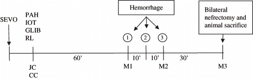 Figure 1. Experimental sequence. Abbreviations: SEVO = start of the experiment with 4% sevoflurane, JC/CC = jugular vein/carotid artery cannulation, RL = Ringer lactate solution, PAH/IOT = PAH and IOT loading solution followed by continuous infusion, GLIB = glibenclamide in G2.