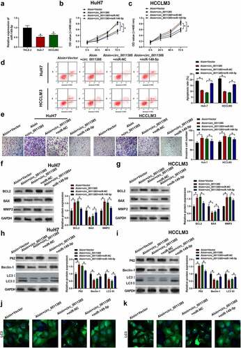 Figure 4. MiR-149-5p counteracted the reversion effect of circ_0011385 on aloin in HCC cells. (a) qRT-PCR analysis of the expression of miR-149-5p in different HCC cell lines and normal liver cell THLE-2 (*p < 0.05 versus THLE-2). Cells were treated with aloin or transfected with circ_0011385 overexpression plasmid and miR-149-5p mimics as indicated, blank vector and miR-NC were given as negative control. (b, c) Cell viability was determined by CCK-8 assay. (d) Cell apoptosis ratios were measured by flow cytometry. (e) Effects on cell invasion ability were detected by transwell invasion assay. (f, g) Relative expressions of apoptosis-related protein (BCL2, BAX, MMP2) were detected by Western blot. GADPH was used as the internal reference. (h, i) Relative expressions of autophagy-related protein (P62, Beclin-1, LC3 I, LC3 II) were detected by Western blot, GADPH was used as the internal reference. (j, k) LC3 (green) in HuH7 and HCCLM3 cells was detected by immunocytochemistry. Data were presented as mean±SEM (n ≥ 3). *P < 0.05 versus “aloin+vector” or “aloin+cric_0011385+ miR-NC”