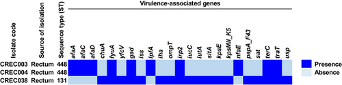 Figure 3 Distribution of virulence-associated genes in blaNDM-1-harboring CREC isolates.