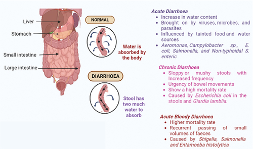 Figure 1. Types of infectious diarrhoea. The causative organisms of each type of infectious diarrhoea is described along with symptoms and complications. The categorization of the types of infectious diarrhoea is based on the pathogenesis, symptoms, and duration of the infection (Figure created by biorender.com).