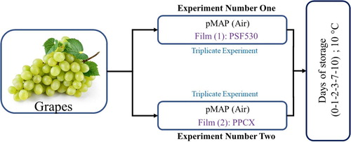 Figure 2. Experimental schematic for pMAP of each lot stored in triplicate for the two films: PSF530 (25 µm thickness) and PPCX (35 µm thickness).