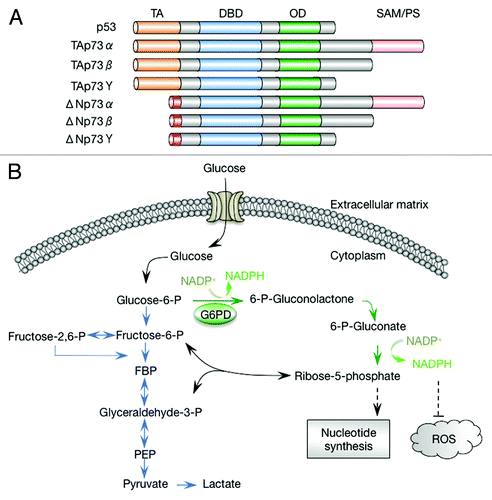 Figure 1. p73 isoforms and the pentose phosphate pathway. (A) Schematic representation of p73 isoforms and p53. Each p73 isoform class comprises various splicing variants (α, β, γ, etc.) that differ in their C-terminal regions. TA, transactivation domain; DBD, DNA-binding domain; OD, oligomerization domain; SAM, sterile α motif. (B) The pentose phosphate pathway and glycolysis. FBP, fructose 1,6-biphosphate; PEP, phosphoenolpyruvate; ROS, reactive oxygen species. Glycolytic pathway is indicated in blue, and oxidative pentose phosphate pathway is indicated in green.