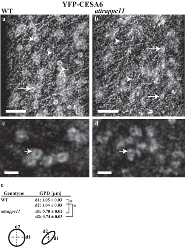 Figure 2. The Golgi/TGN association of CESA6 complexes is affected in attrappc11 mutants. (a) In Col-0 wild type background (WT), CESA complexes (CSCs) associated with the Golgi appear as ring-like structure (arrows), while the smaller particles (arrowheads) represent CSCs at the PM. Z-projections. Scale bar= 5 μm. (b) The large ring structures are lost in the attrappc11 mutant background. (c, d) CSCs observed using Stimulated Emission Depletion (STED) super-resolution microscopy show an irregular shape in the attrappc11 mutant background (d) compared to WT (c). Z-projections. Scale bar= 2 μm. (e) The CSC particles arranged in ring shape structures are significantly reduced in diameter in the attrappc11 mutants, compared with WT. (*) P < .001, Student’s T test. GPD: Golgi/TGN particle diameter. d1: horizontal diameter. d2: vertical diameter. Error values represent standard errors. A cartoon with two hypothetical ring structured particles is provided to illustrate d1 and d2.