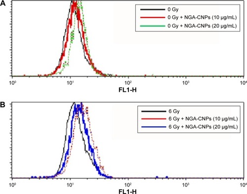 Figure 8 Detection of autophagy in MCF-7 cells by flow cytometry.Notes: Cells were treated with indicated concentrations of NGA-CNPs without (A) or with (B) subsequent radiation treatment. A 488 nm laser source and the FL1 channel were used to detect the green fluorescence of autophagic cells.Abbreviation: NGA-CNP, ceria nanoparticle modified with neogambogic acid.