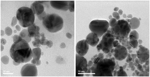 Figure 6. TEM image of AgNPs synthesized by I. batatas leaf extract. (Scale bars, 20 and 50 nm).