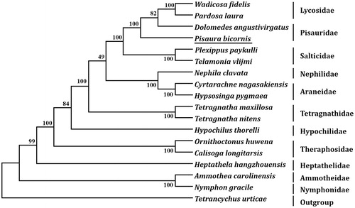 Figure 1. Phylogenetic tree showing the relationship between Pisaura bicornis and 16 other spiders based on neighbor-joining method. GenBank accession numbers used in the study are the following: Ammothea carolinensis (GU065293), Calisoga longitarsis (NC_010780), Cyrtarachne nagasakiensis (KR259802), Dolomedes angustivirgatus (NC_031355), Heptathela hangzhouensis (NC_005924), Hypochilus thorelli (EU523753), Hypsosinga pygmaea (KR259803), Nephila clavata (AY452691), Nymphon gracile (NC_008572), Ornithoctonus huwena (AY309259), Pardosa laura (KM272948), Pisaura bicornis (MN296112), Plexippus paykulli (KM114572), Telamonia vlijmi (NC_024287), Tetragnatha maxillosa (KP306789), Tetragnatha nitens (KP306790), Tetrancychus urticae (EU345430), and Wadicosa fidelis (NC_026123). T. urticae was used as an outgroup. Spider determined in this study was underlined.