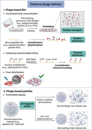 Figure 3. Current strategies for enhanced delivery of phages in food and agricultural systems.