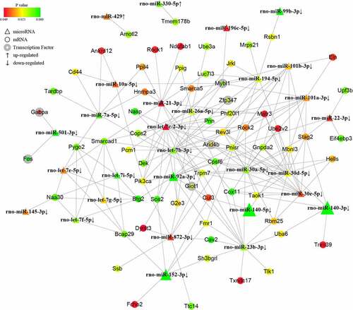 Figure 2. The microRNA-mRNA regulatory network in PAITA. Triangle represents microRNA. Circle represents mRNA. Circle with gray edge represents transcription factor. Color represents the p value of DE genes. Node size represents network degree of DE gene.