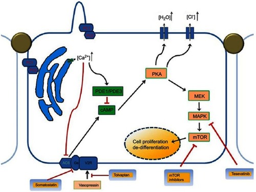 Figure 1 Pathophysiology and genetics of autosomal dominant polycystic kidney disease showing the multiple abnormal signaling pathways.Abbreviations: cAMP, cyclic adenosine monophosphate; MEK/MAPK, mitogen-activated protein kinase enzymes; mTOR, mammalian target of rapamycin; PC1, polystin-1 receptor, PC2, polycystin-2 receptor; PKA, protein kinase A, PDE1, phosphodiesterase isoform 1; PDE3, phosphodiesterase isoform 3.
