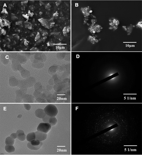 Figure 3 (A) SEM image of the unconditioned micro-silica fillers; (B) SEM image of the unconditioned micro-zirconia fillers; (C) transmission electron micrograph of the unconditioned nano-silica fillers; (D) electron diffraction pattern of the unconditioned nano-silica fillers; (E) transmission electron micrograph of the unconditioned nano-zirconia fillers; and (F) electron diffraction pattern of the unconditioned nano-zirconia fillers.