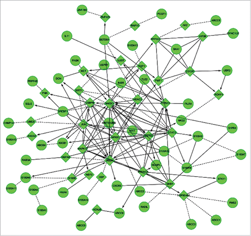 Figure 2. Construction of the gene network based on bioinformatics analysis. Arrows represented increasing expression, T-arrows represented inhibition, and dotted lines represented predicted related genes. Genes in the circles showed differentially expression, which was greater than 2-fold and P < 0.05. Genes in the rhombus were linker genes that were added by the computer system.