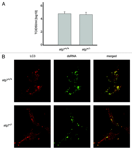 Figure 3. EAV replication and association of LC3 with the DMVs does not depend on an intact autophagy machinery. (A) End point 10-fold dilutions of an EAV stock were titrated on Atg7+/+ and atg7−/− MEFs. Cytopathic effects were scored at 4 d p.i. and TCID50 units per ml were calculated. Similar titers were observed, indicating that Atg7 deletion does not affect EAV entry, replication or egress. Values presented in the graph are calculated and expressed as the log10 of TCID50 units per ml of supernatant, and the plotted values represent the average of 3 experiments. Standard deviations are indicated. (B) The Atg7+/+ and atg7−/− MEF cells were infected with EAV and fixed and processed for immunofluorescence analysis as described in Materials and Methods using antibodies against LC3 and dsRNA.