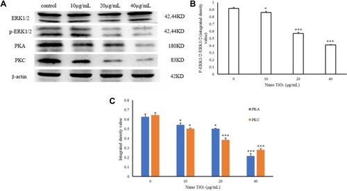 Figure 12 Effects of nano-TiO2 on ERK1/2 signaling pathway-related proteins involved in testosterone synthesis in primary cultured rat LCs for 24 hours determined via Western blotting.Notes: (A) Representative Western blots of proteins in LCs. (B) Integrated value of pERK1/2/ERK1/2 from representative blots of proteins in LCs (*P<0.05 and ***P<0.001). (C) β-Actin density values from representative blots of proteins in LCs (*P<0.05, **P<0.01, and ***P<0.001). Consistent with ICC data, the results support dysfunction of the ERK1/2 pathway in LCs treated with nano-TiO2. Values represent mean ± SD (n=5).Abbreviations: LCs, Leydig cells; nano-TiO2, nanoparticulate TiO2; ICC, immunocytochemistry.