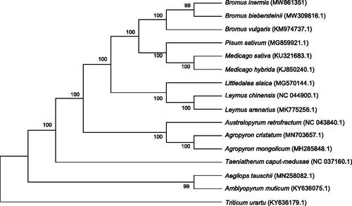 Figure 1. Phylogenetic relationships of 16 species based on complete chloroplast genome using the maximum likelihood methods. The bootstrap values were based on 1000 replicates and are shown next to the branches.