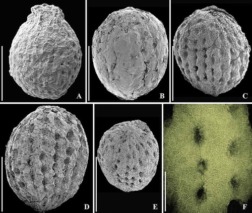 Figure 10. SEM (A–E) and SRXTM images (F) of Canrightiopsis intermedia gen. et sp. nov. Fruits and seeds, from the Early Cretaceous Famalicão locality, Portugal (sample Famalicão 25). A, B. Fruits with fruit wall collapsed over the foveolate surface of the endotesta (A: S107707; B: S174026). C–E. Foveolate seeds with holes in endotesta in longitudinal grooves (C: S174024; D: S174025; E: S174023). F. Longitudinal and tangential section of endotesta (221 consecutive orthoslices) showing holes in endotesta and polygonal and isodiametric facets of palisade cells. Scale bars – 500 µm (A–E), 100 µm (F).