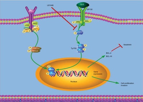 Figure 7 Schematic illustration of the underlying mechanism of L61H46’s anticancer activity.Abbreviations: IFN, interferon; IL, interleukin.