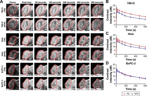 Figure 5 Ultrasound imaging of nanobubbles in vivo.Notes: (A) Ultrasound images of nanobubbles in xenograft tumor tissues. Red dotted circles indicate the regions of xenograft tumor tissues. (B–D) Time-intensity curves of nanobubbles in 786-O, Hela and BxPC-3 xenograft tumor tissues.Abbreviations: TN, targeted nanobubbles; NTN, non-targeted nanobubbles.