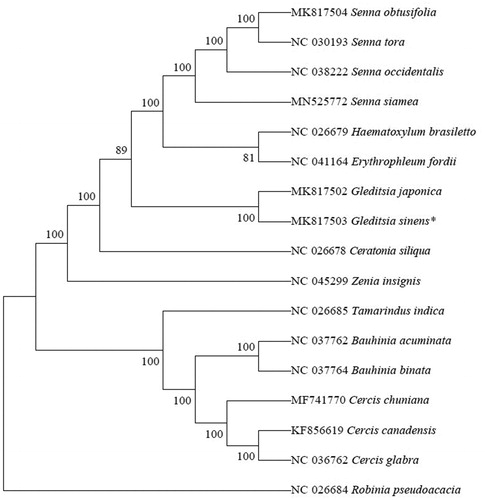 Figure 1. Phylogenetic tree based on 17 complete chloroplast genome sequences. Their accession numbers are before each species names. Numbers in the nodes are the bootstrap values from 100 replicates. * Newly determined chloroplast genomes.